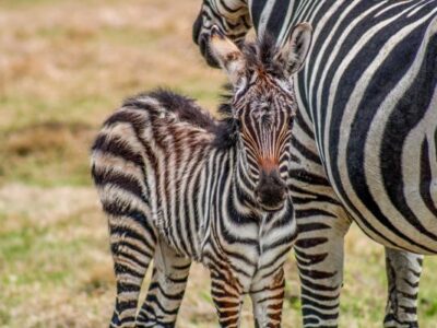 The Alabama Safari Park in Hope Hull welcomes Zebra foal