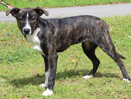 MJ has a great smile! She is the PAHS Pet of the Week