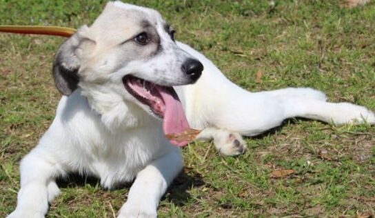 Meet calm and sweet Eve with Prattville Autauga Humane Society