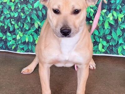 Bonnie is the featured Pet of the Week for HSEC