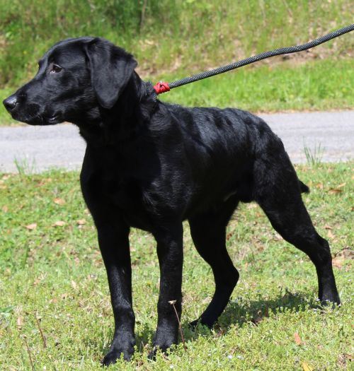 Coco is six months old, very active and loving! He is waiting at PAHS