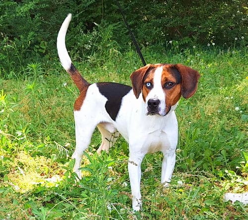 Meet Beauregard, HSEC Pet of the Week