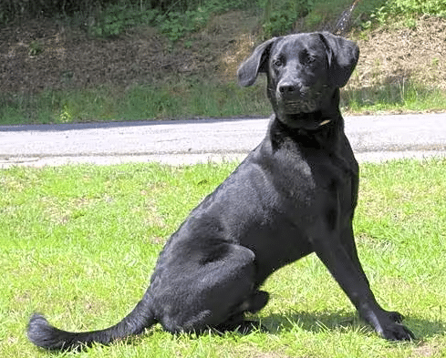 ‘Bo Knows’ he is handsome and will make a great new family member!