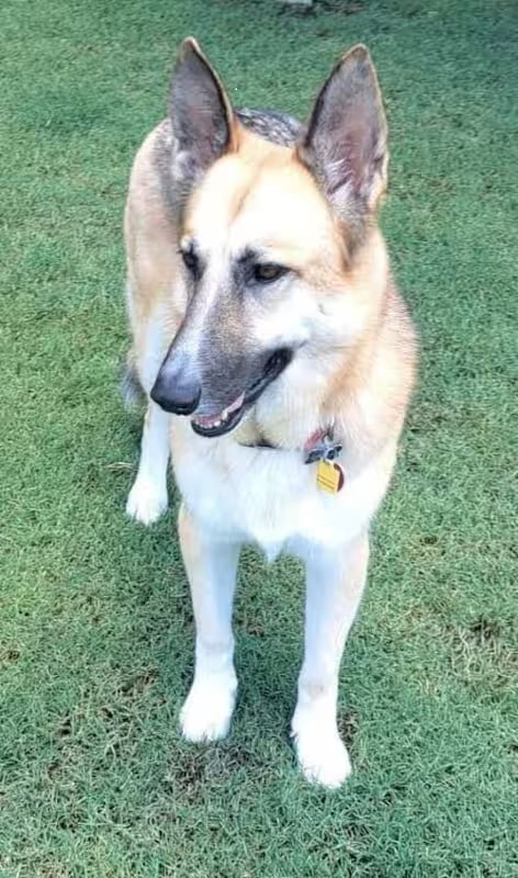 Katie is the PAHS Pet of the Week; Adoption fees increasing