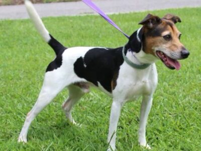 PAHS Pet of the Week: Ace is full of energy, loves the water!