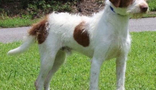 Bo is the PAHS Pet of the Week; Owner could no longer take care of him