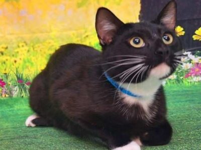 Hiccup is waiting at HSEC for his forever home!