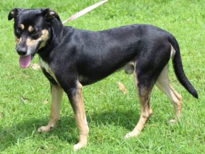 Miller is the PAHS Pet of the Week! Family is moving, and could not take him