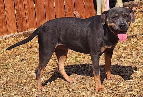 Nyx craves cuddles and attention; She is waiting at HSEC as the Pet of the Week