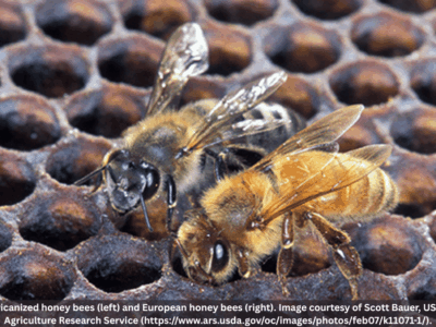 Africanized Honeybees Detected in Alabama: What you should know