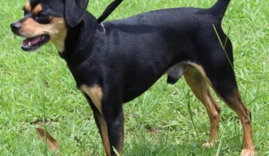 PAHS Pet of Week: Let Charlie prance into your heart!