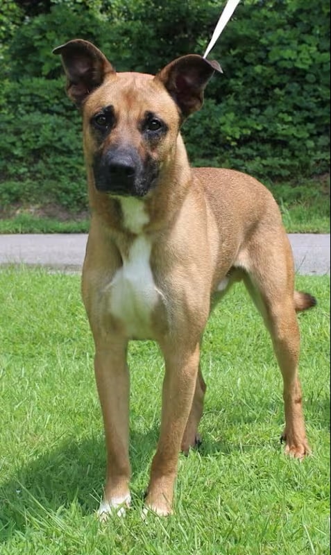 Hulk is the PAHS Pet of the Week! Big, but gentle, good with other dogs