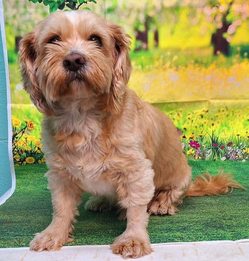 Rambo & Gorilla are HSEC’s Pets of the Week