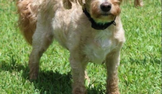 Sweet Ruby is the PAHS Pet of the Week; Loving and affectionate