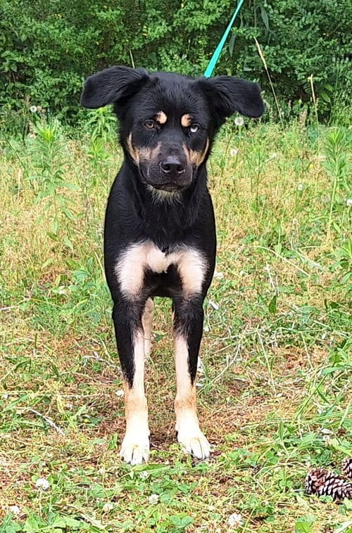 Beautiful Sheeva was abandoned, but waiting at HSEC for her new family