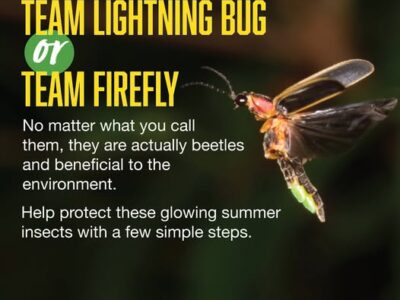 Is it a Lightning Bug or a Firefly? Either way, they are important