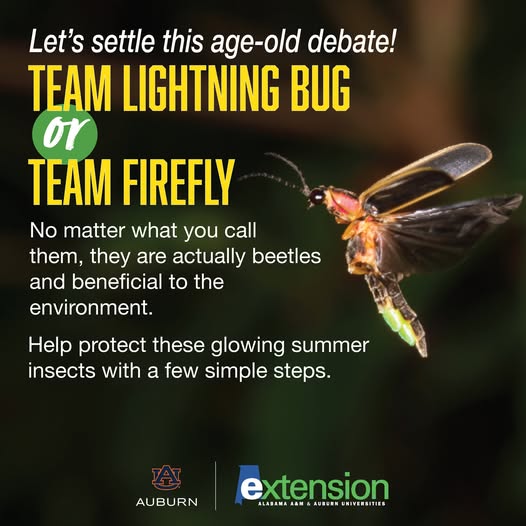 Is it a Lightning Bug or a Firefly? Either way, they are important