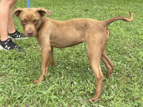 Chatty Cathy is the HSEC Pet of the Week; Her ‘Love Me’ personality will win you over