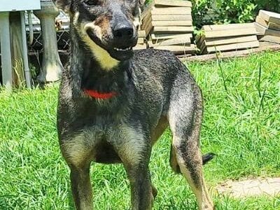 Friendly Cody needs a forever home