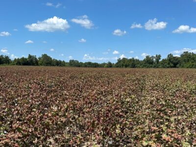 Cotton jassid is confirmed in Alabama