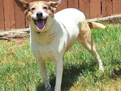 Ellie is ready for her forever home!