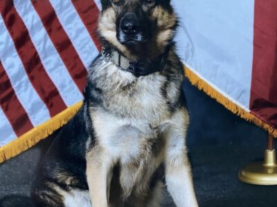 More than just a Dog: ALEA Honors the Life and Service of Retired K-9 Pici