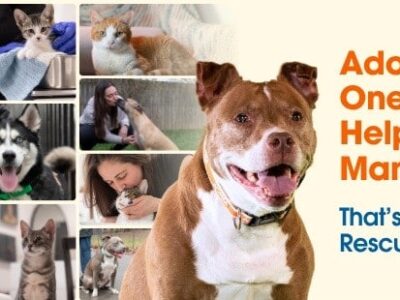 HSEC joins shelters across the country to take part in ASPCA’s Rescue Effect Campaign