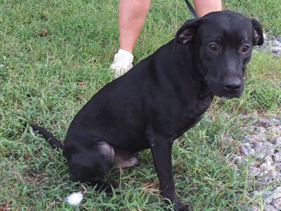 A dog named Door Dash