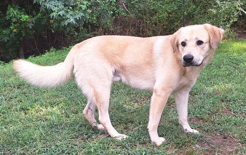 Houdini the gentle yellow lab mix is looking for love!