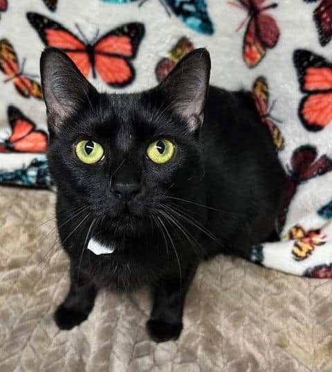 An Angel needs a forever home