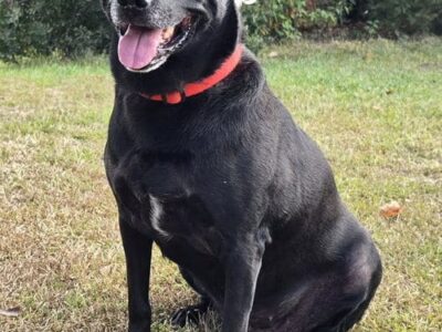 BB is looking for an only pet household