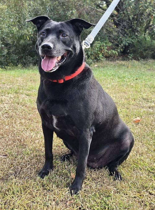 BB is looking for an only pet household