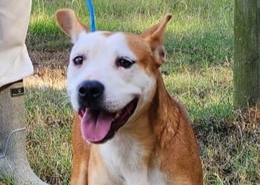 Sweet and playful Rowena craves attention!