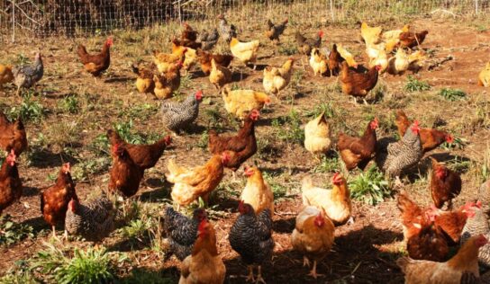 Alabama Extension to host Cooptastic conference centered on backyard chicken flocks