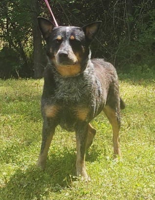 Meet Bama: attentive, people-loving dog looking for the right fit