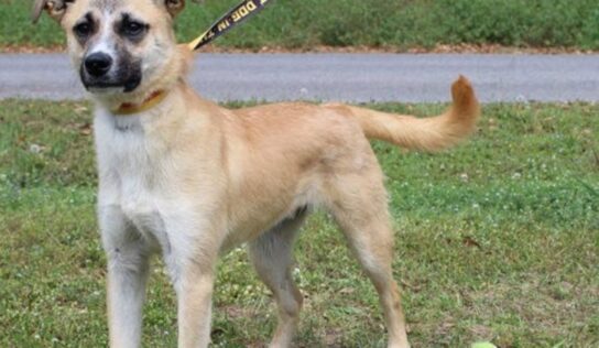 Little Jack, a playful 7-month-old shepherd mix, is ready for a home!