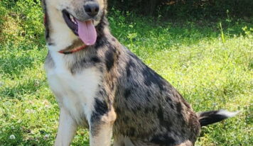 Fallon, 2-year-old shepherd mix, loves active families
