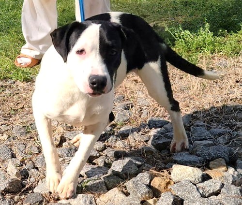 Seven-month-old Zoey hopes to find her perfect match.