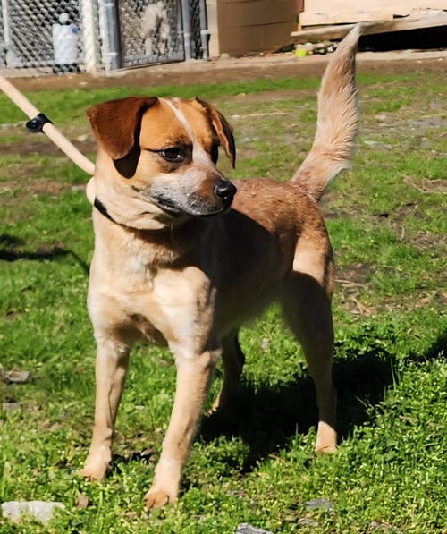 Meet Billie: small dog with big personality looking for her family