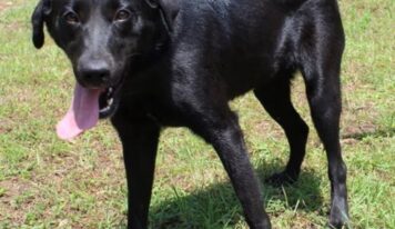 Gentle, shy 3-year-old lab mix Bonita seeks loving home