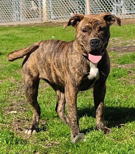Chunky and cheerful Diamond ready to find forever family