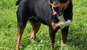 Meet Zeph: shy but playful 35-pound pup ready for adoption