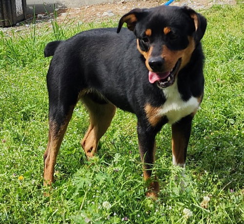 Meet Zeph: shy but playful 35-pound pup ready for adoption