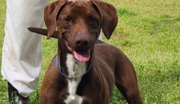Playful, high-energy lab/hound mix Jiffy seeks active home