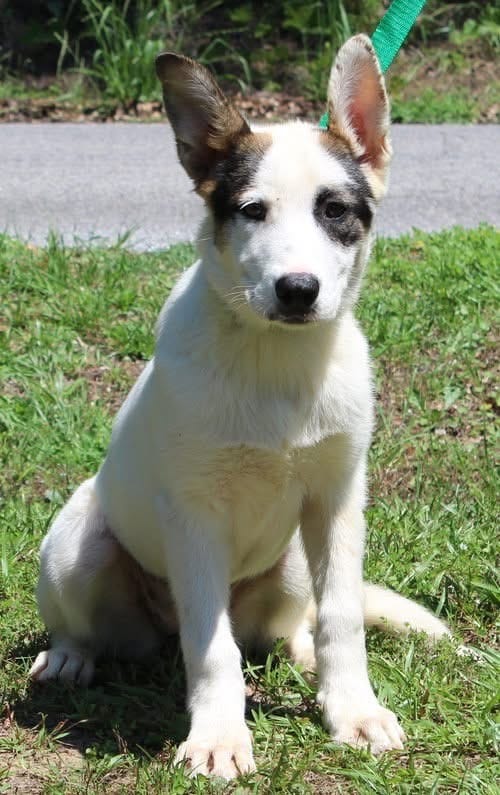 Four-month-old Luna ready to find her forever family