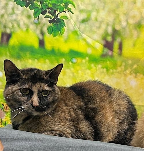 Sweet indoor cat Boo seeks dog-free home