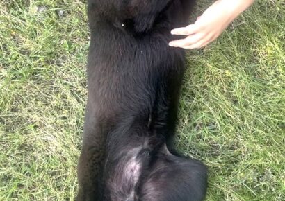 Meet Ed: Belly-rub loving lab mix ready for a forever home