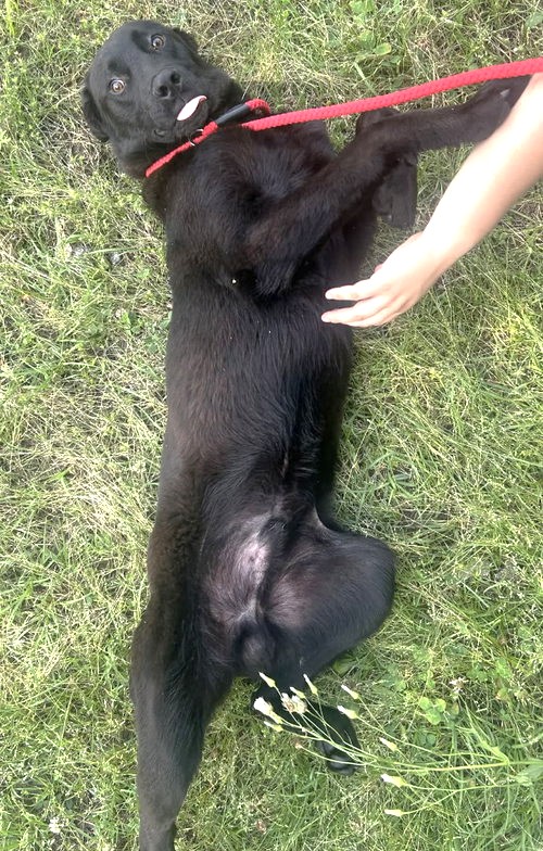 Meet Ed: Belly-rub loving lab mix ready for a forever home