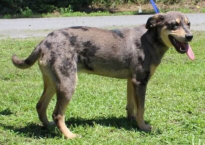 Katie, six-month-old Catahoula mix, seeks forever home