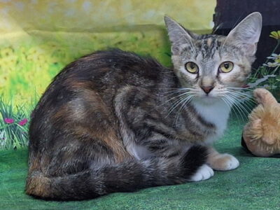 Sweet Tabbico Mia seeks home where she can be the only cat
